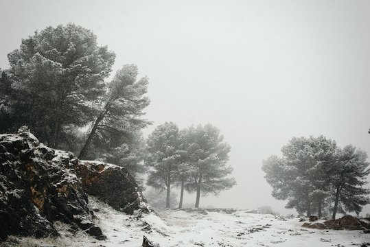 Fototapeta Winter snowy landscape