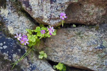 Small plant with pink flowers growing through the gap of stone