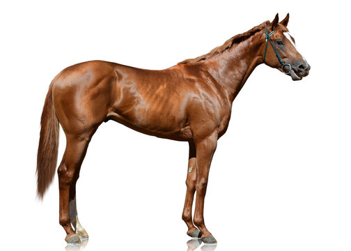 The red thoroughbred race horse standing isolated on white background. side view