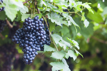 Vineyards at sunset in autumn harvest.
