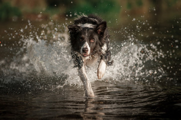 Border collie dog running in the water - obrazy, fototapety, plakaty
