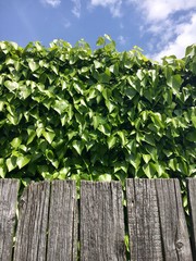 Zaun, Efeu und Himmel