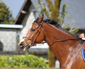 concours hippique,saut d'obstacles