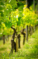 Junge Triebe an Weinrebe im Frühling