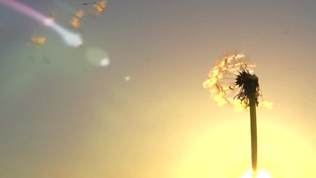 Blowing Dandelion Seeds. Flying dandelion seeds against the bright sun. Dandelion seeds beautifully spin in the sun. Slow motion 240 fps.  Slowmo