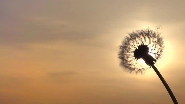 Blowing Dandelion Seeds. Flying dandelion seeds against the bright sun. Dandelion seeds beautifully spin in the sun. Slow motion 240 fps. High speed camera shot. Full HD 1080p. Slowmo