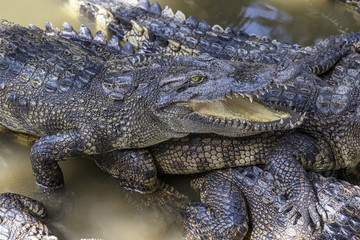 Siamese crocodiles Mekong delta in Vietnam