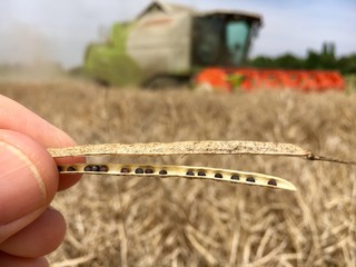 Rapsschote und M&auml;hdrescher