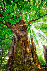 Alter Baum