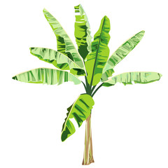 Young banana tree in color © olsio