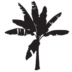 Silhouette of a young banana tree on a white background © olsio