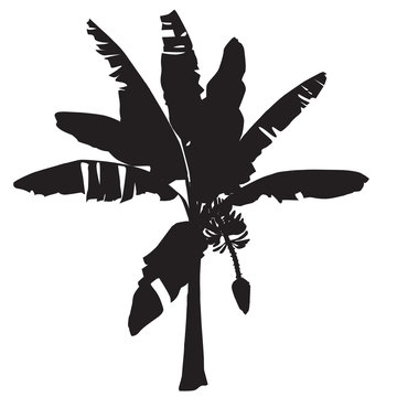 black banana tree silhouette on white clip art preview