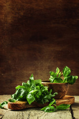 Obraz na płótnie Canvas Green basil on a cutting board, rustic style, selective focus