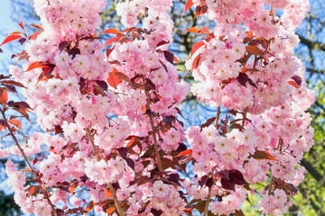 Sakura blossom tree with pink flowers against the sky