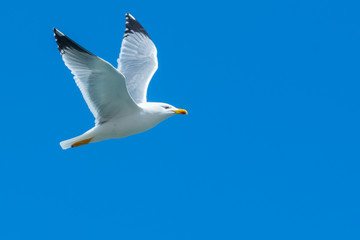 A seagull flying