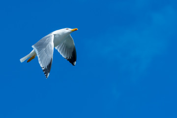 A seagull flying