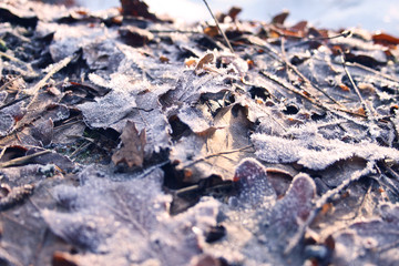 Frozen leaves