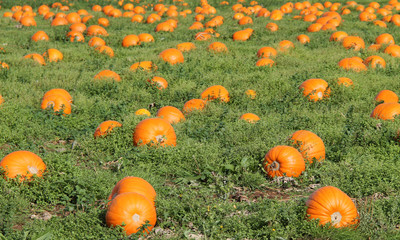 A Field of Bright Orange Pumpkins Ready for Harvest.