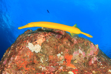 Yellow Trumpetfish fish on coral reef