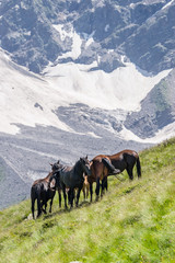 Fototapeta na wymiar Rural life in Caucasian mountains. Horses grazing on Mt. Cheget slope in summer sunny day