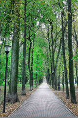 Fototapeta premium Alley in the park with trees