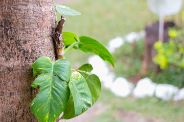 natureza verde © Isabel Vianna