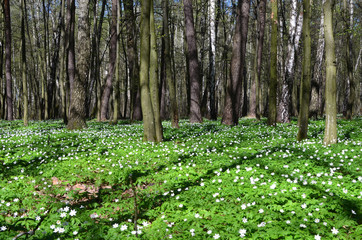 Beautiful spring flowers in the forest