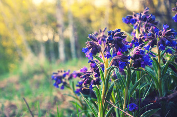 Obraz premium Pulmonaria