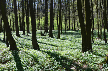 Beautiful spring flowers in the forest