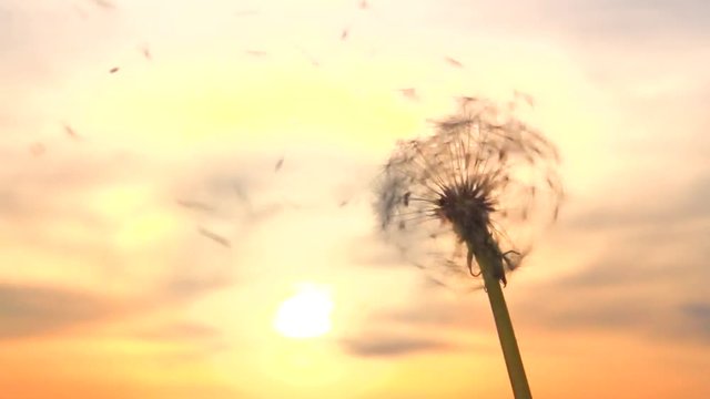 Dandelion. The wind blows away dandelion seeds. Dandelion seeds beautifully spin in the sun. Slow motion 240 fps. Full HD 1080p. 