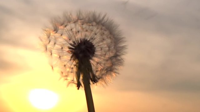 The wind blows away dandelion seeds. Dandelion seeds beautifully spin in the sun. Slow motion 240 fps. Full HD 1080p. 
