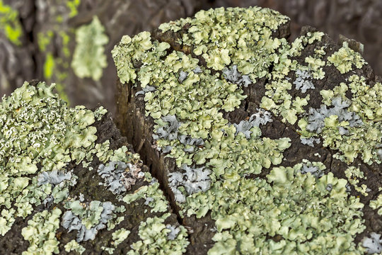 The lichen Parmelia goat ( lat. Parmelia caperata (L.) As. )