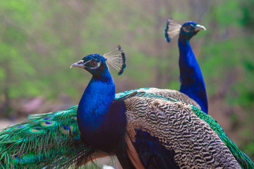 Obraz premium Elegant blue and green birds peacock on the nature background