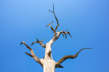 Dead tree on blue sky