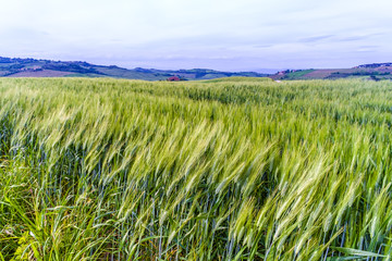 Wheat fields, Val d'Orcia, Tuscany