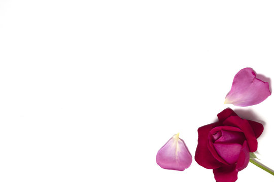 bocciolo di rosa con petali
