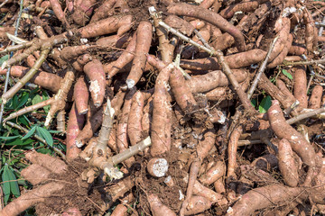 Cassava in farm