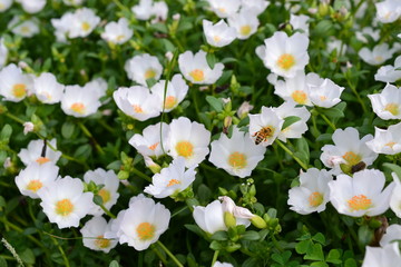 花の蜜を吸うハチ