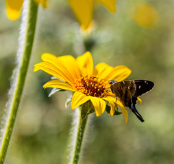 The long-tailed skipper is a spread-winged skipper butterfly found throughout tropical and...