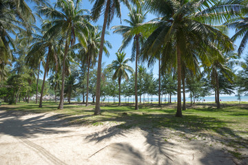 Fototapeta na wymiar The coconut shade on the beach at Sam Roi Yot is a Marine National Park, Prachuap Khiri Khan province, Thailand. Two white sand beaches are in the park with many tourists to visit.