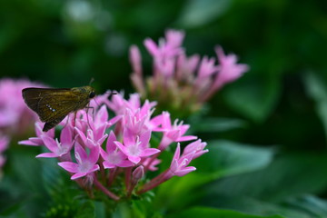 夏に咲くペンタス