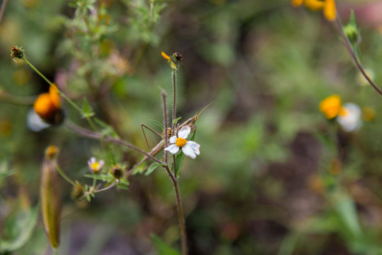 Preying mantis perched on a wild daisy in central Mexico.