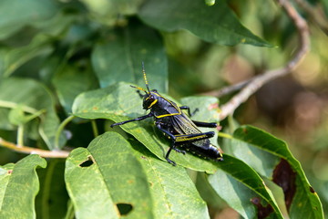 Painted grasshopper or horse lubber grasshoppers, are found in the grasslands of central Mexico. Grasshoppers of Mexico. 