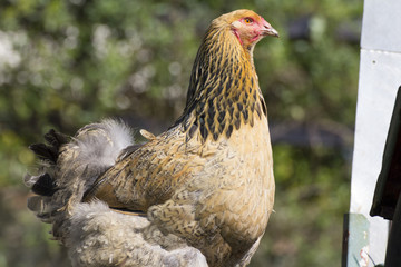 Hen