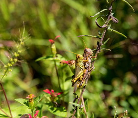 Bright green grasshoppers are found in the grasslands and wild flowers of Mexico.