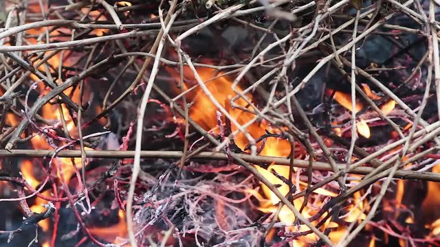 Dry branches burn in the fire