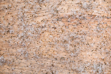Lot of white dandelion seeds on an old wooden table as a background