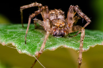 spider