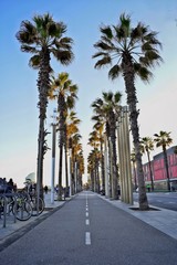 Palme dorate in Barceloneta