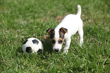 Fototapeta premium Jack russell terrier puppy playing